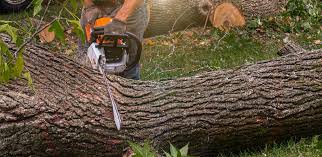 Best Arborist Consultation Services  in Loyal, WI