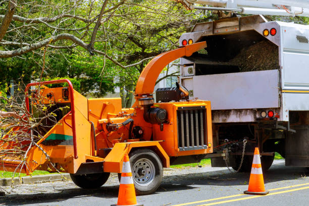 Best Tree Preservation Services  in Loyal, WI