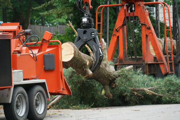 Best Tree Maintenance Programs  in Loyal, WI