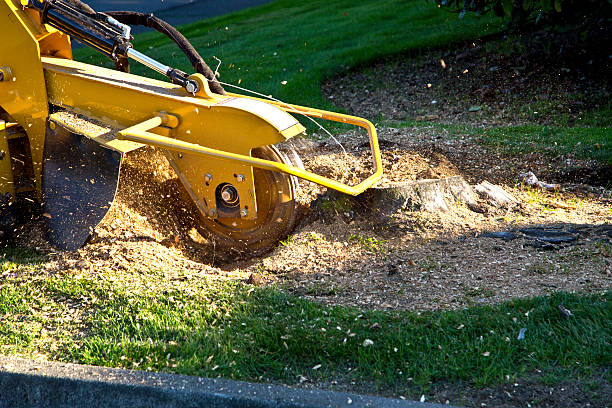 Best Weed Control  in Loyal, WI