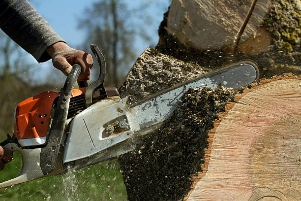 Best Hazardous Tree Removal  in Loyal, WI