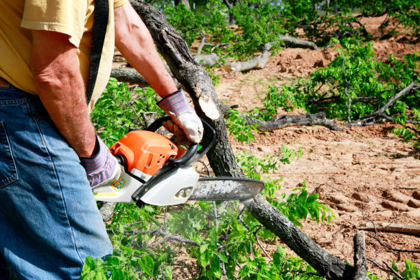 How Our Tree Care Process Works  in Loyal, WI